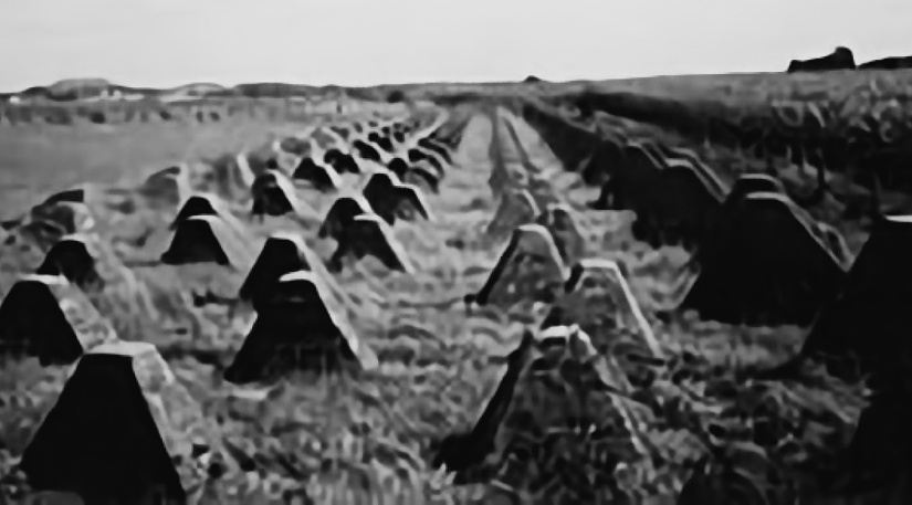 Siegfried Line dragon's teeth